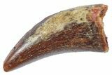 Serrated, Theropod (Deltadromeus?) Pre-Max Tooth - Morocco #268846-1